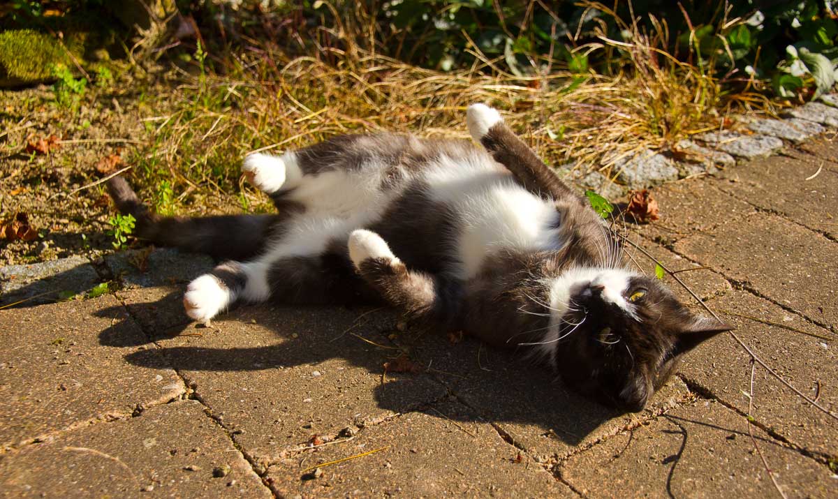 Cats rolling in the sun