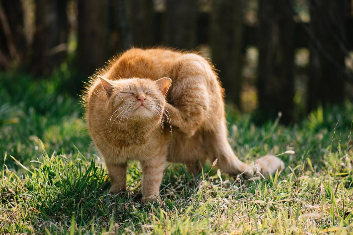 Ginger cat scratching its back with its paw