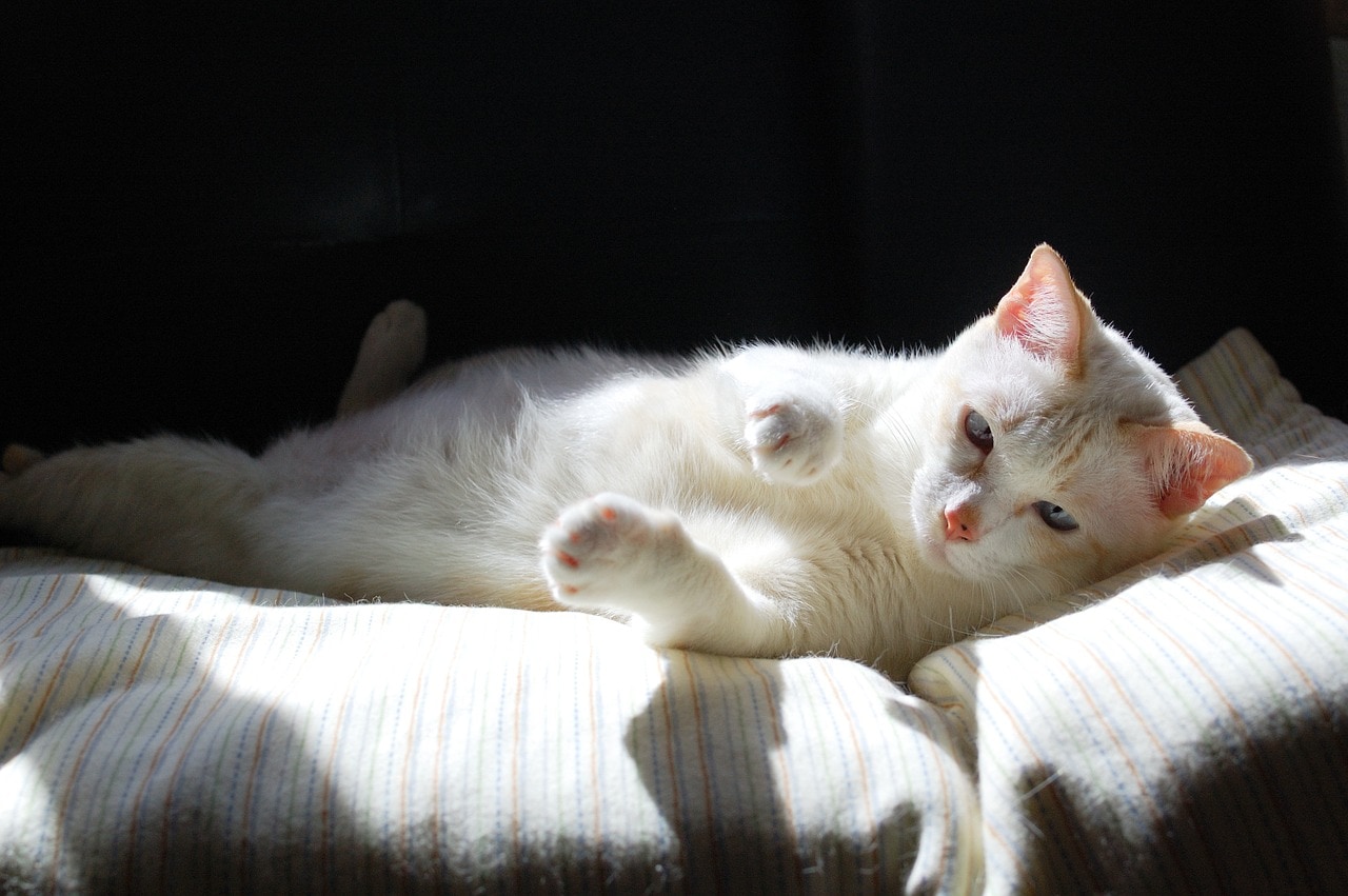 white cat stretching out its paw