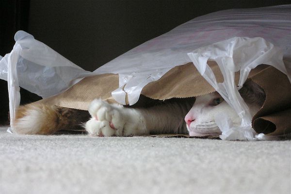 7 reasons cats love to lick plastic