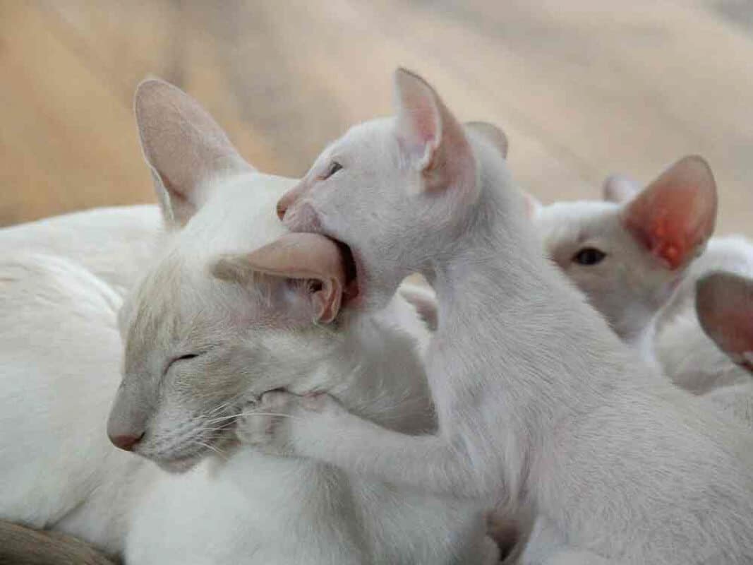 white kitten bites mother