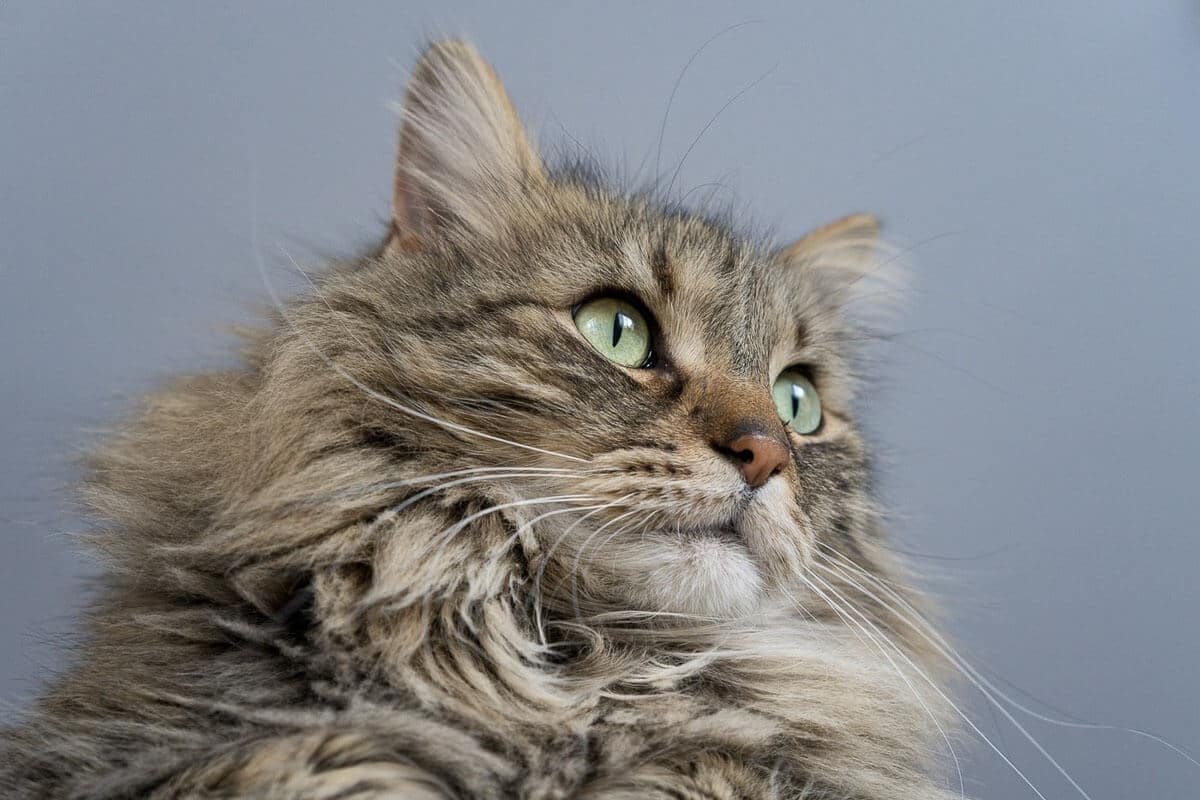 gray maine-coon cat with green eyes looking to the side