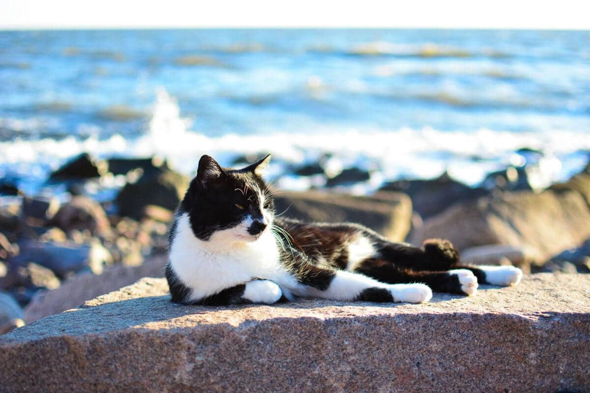 black and white cat lying on a rock with the sea behind