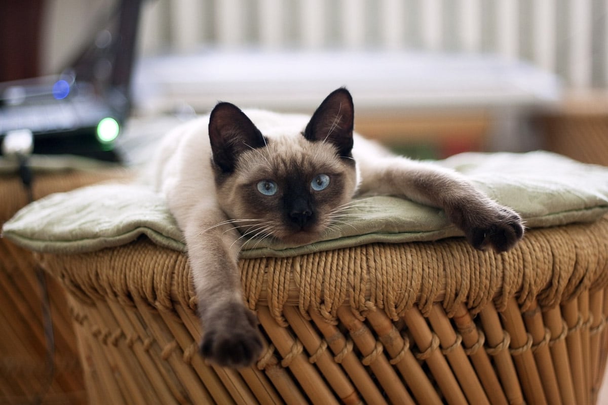 Siamese cat lying on a chair