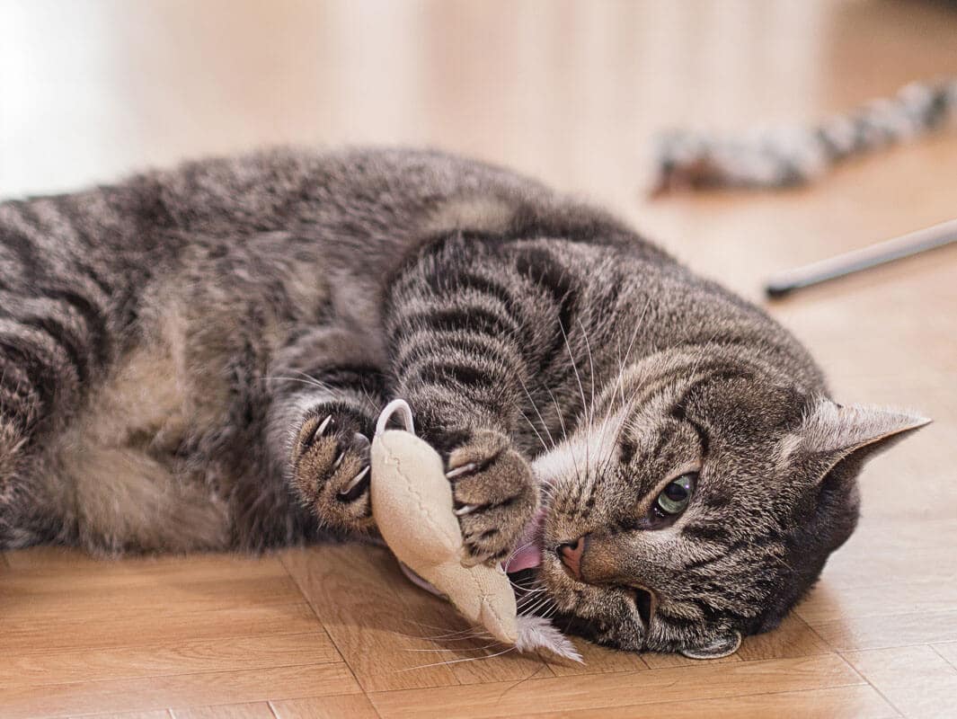 Gray melon playing with plush mouse