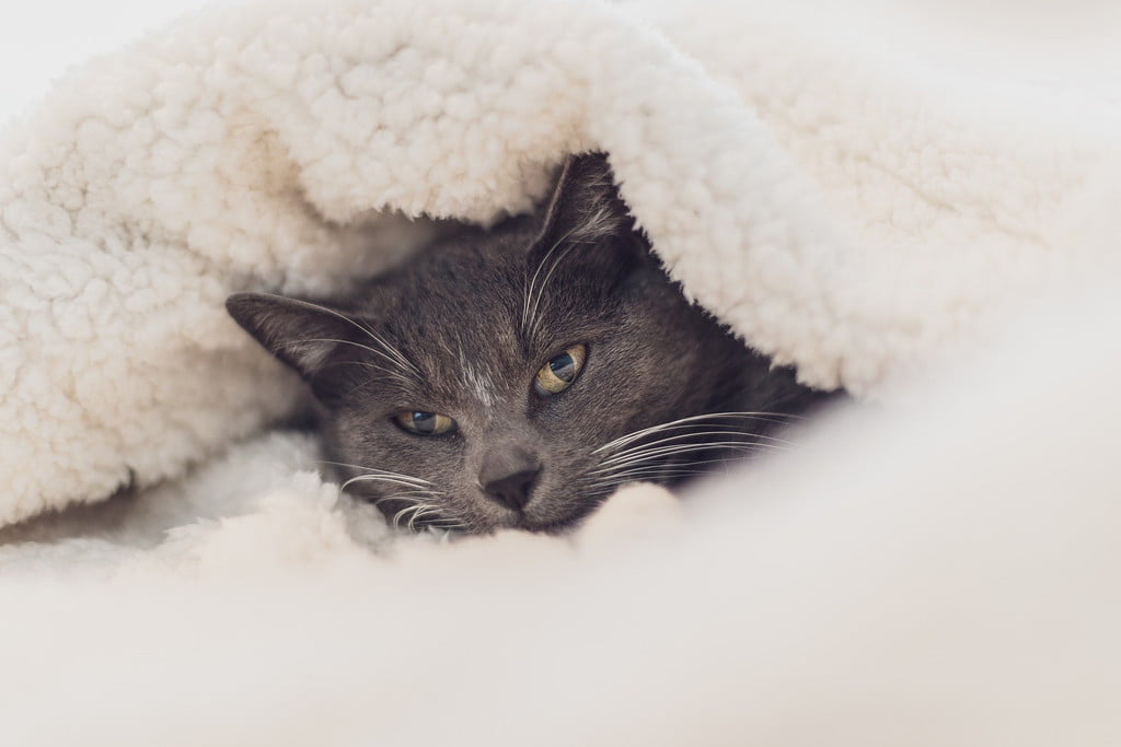 Gray cat curled up under a cotton blanket