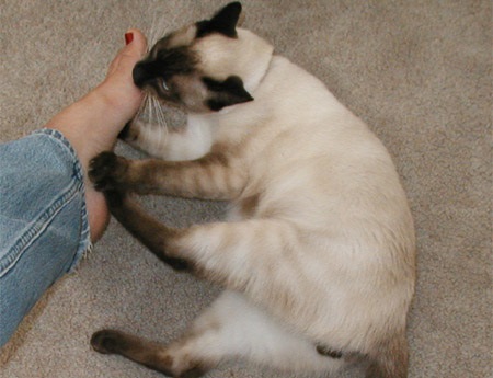 cat biting paw