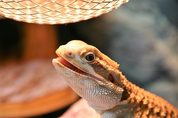 Dragon Beard Heat Lamp