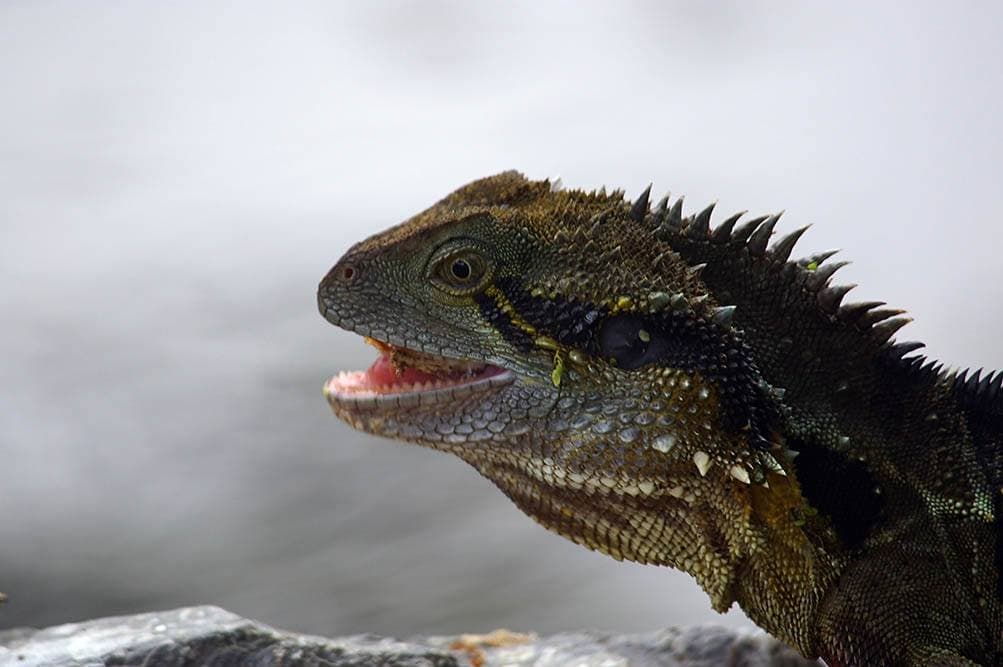 bearded dragon close-up