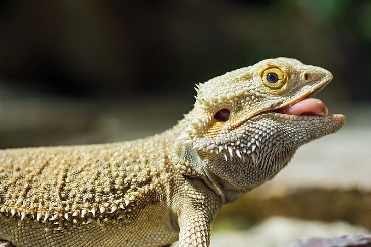 Dragon beard showing off tongue