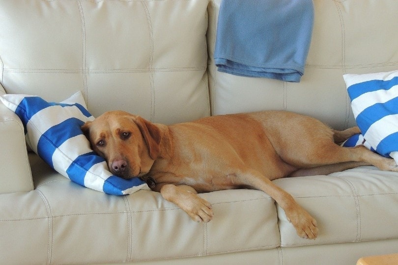 dog lying on sofa