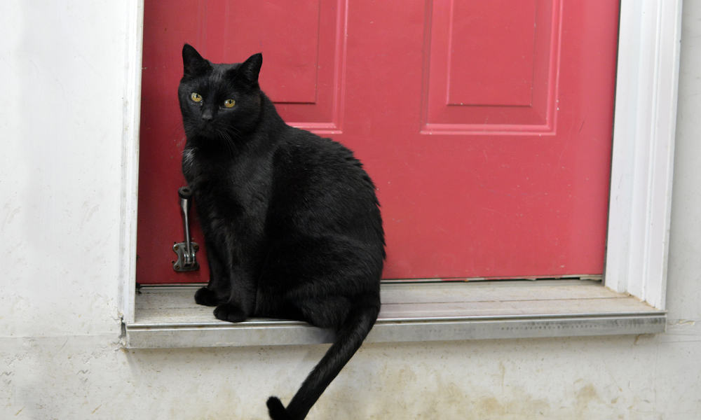 Reasons why a cat might show up on your doorstep