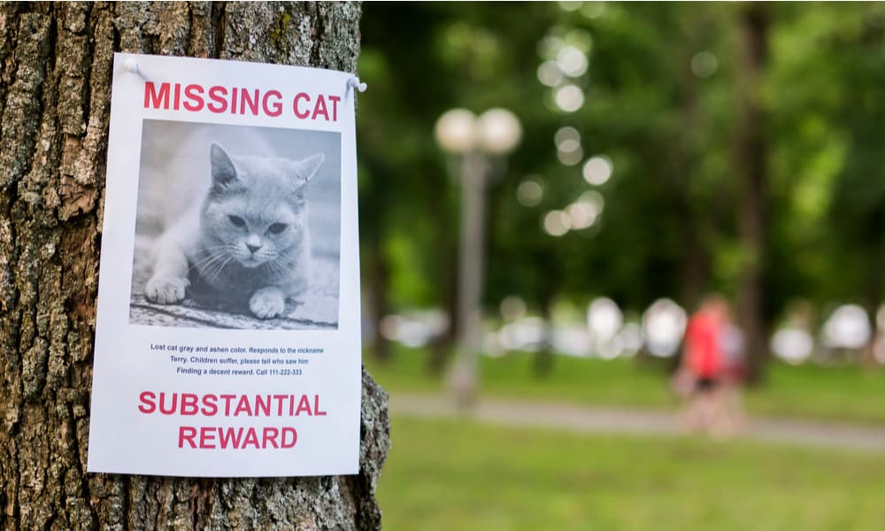 Find out if the cat is missing
