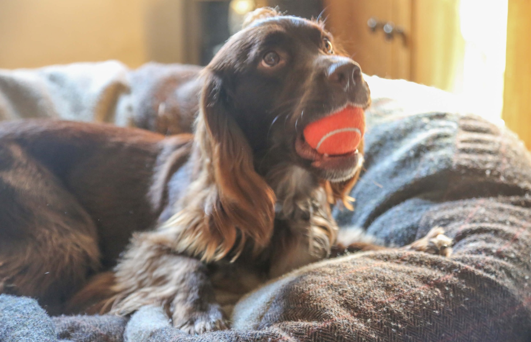 dog tennis ball