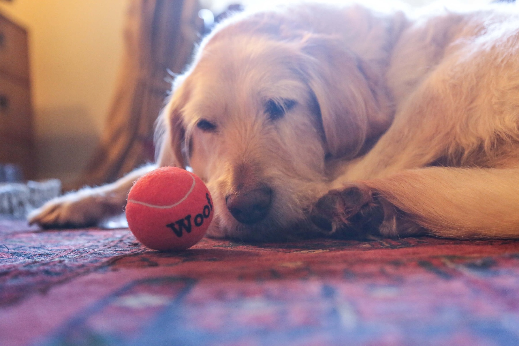 dog tennis ball