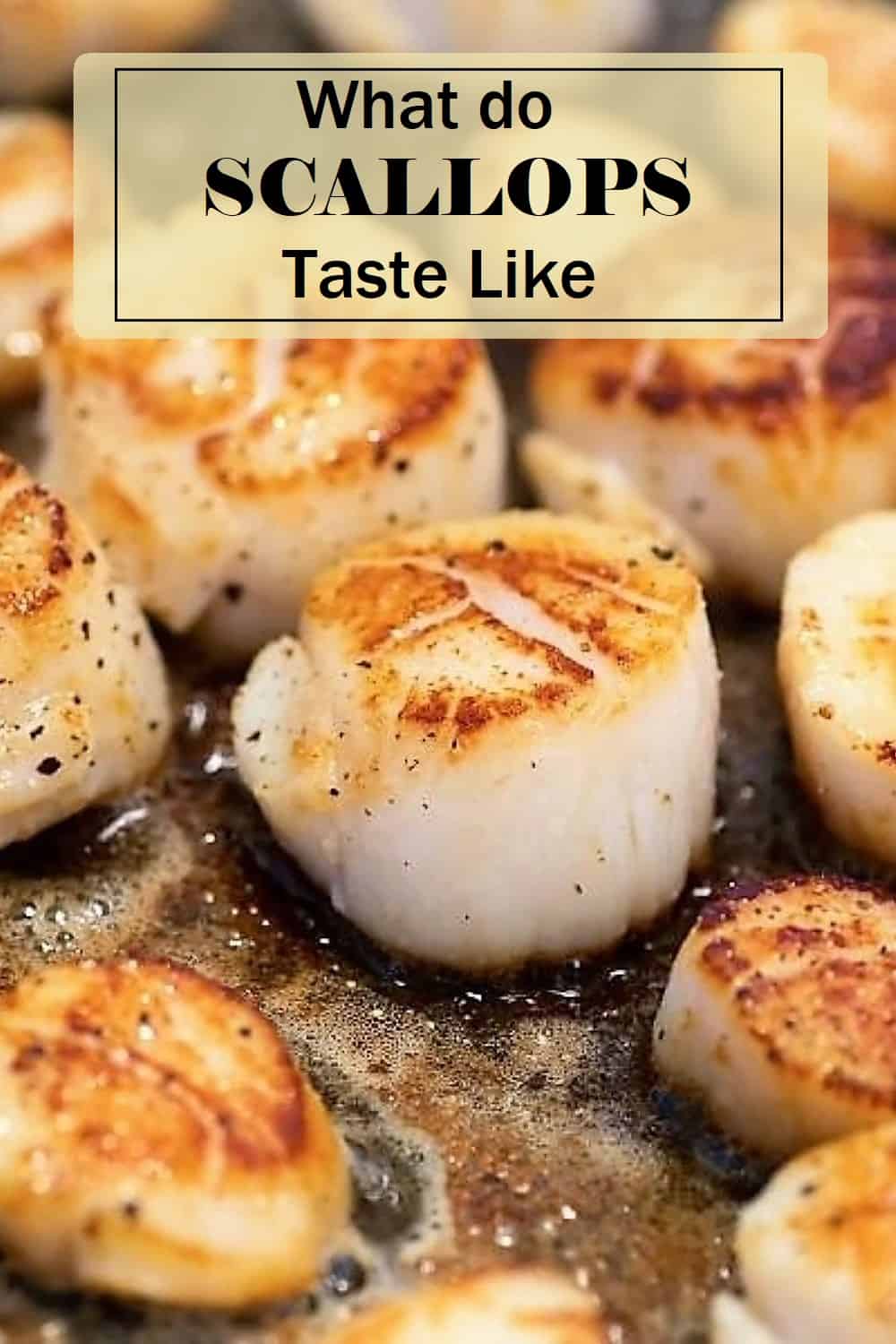 scallops in their shells
