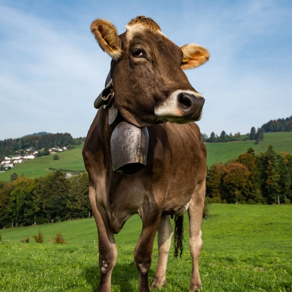 Bells carry brown cows