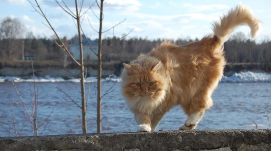 Red-haired cat on the stone fence