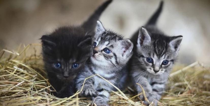 Three newborn kittens