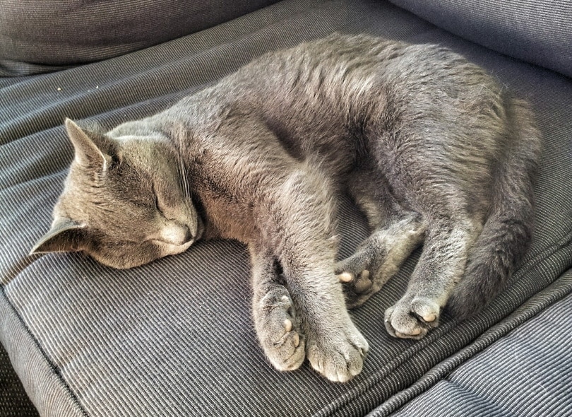 gray cat sleeping on the couch