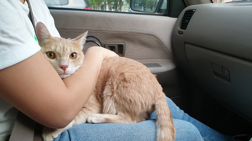 hugs a cute and tense bright orange cat_RJ22_shutterstock