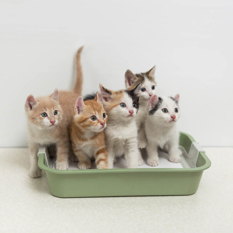 many kittens in a box
