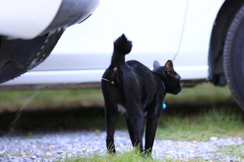 Black-cat-peeing-at-garden_anlomaja_shutterstock
