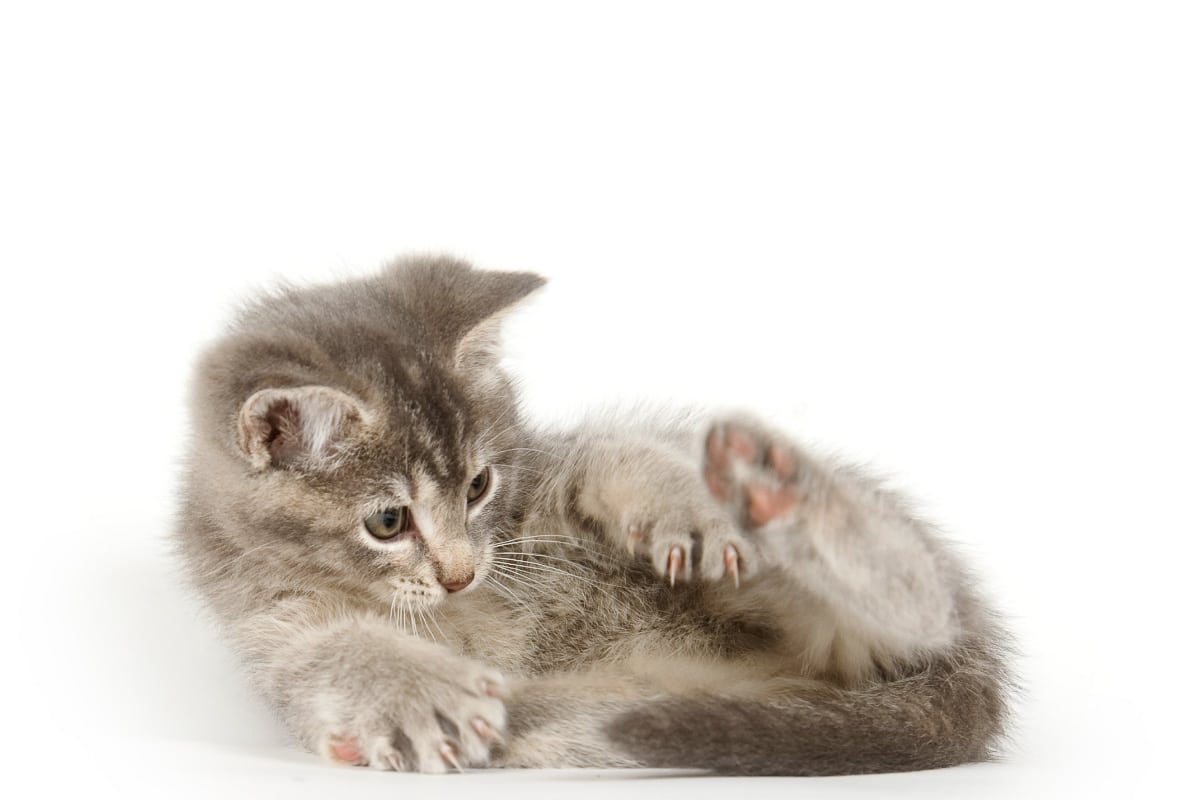 gray kitten curled up looking at the tail why is the cat chasing the tail