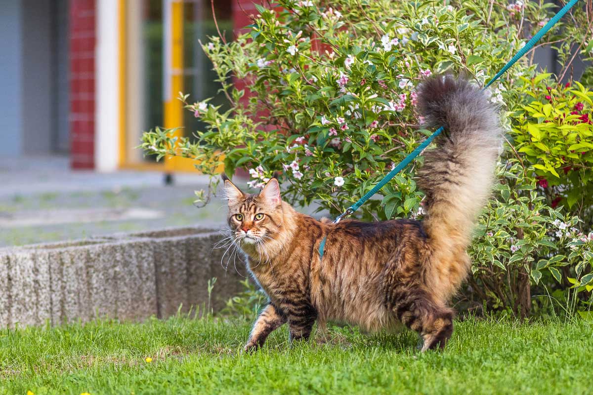 melon ginger with a very fluffy tail with a lead shape on the outside