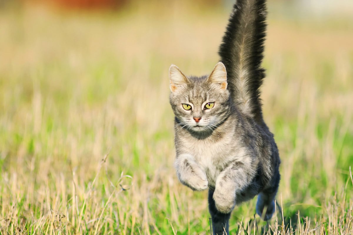gray cat jumping over grass with tail in the air