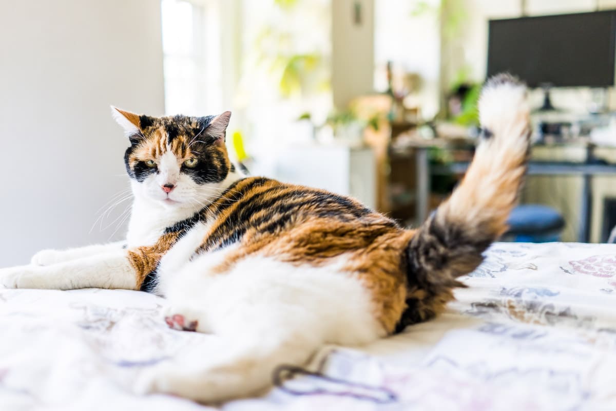 tabby on bed raise tail