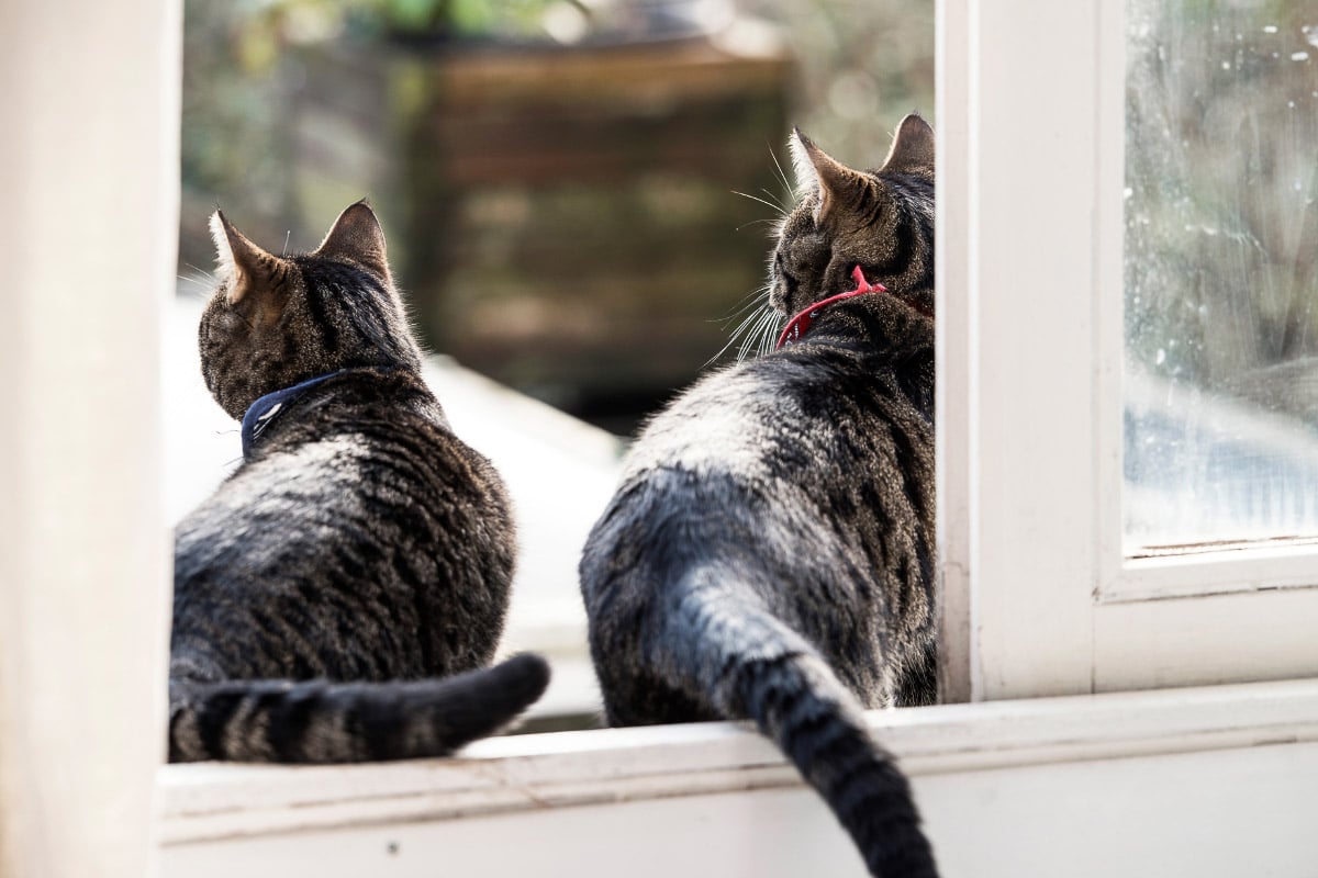 Two tabby cats sitting on the windowsill seen from the back