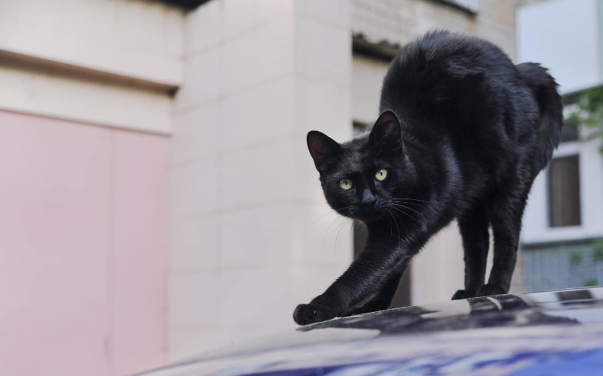 black cat arching back on top of car