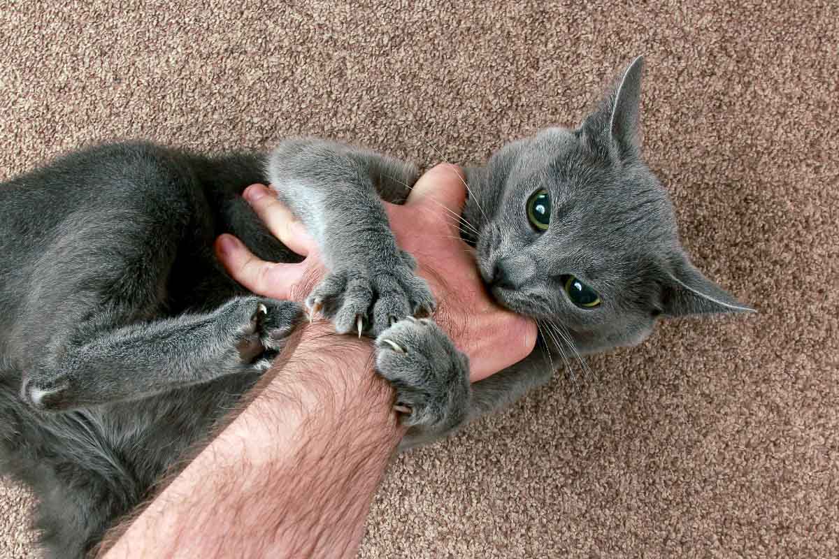 gray cat grabs human hand with mouth and paw