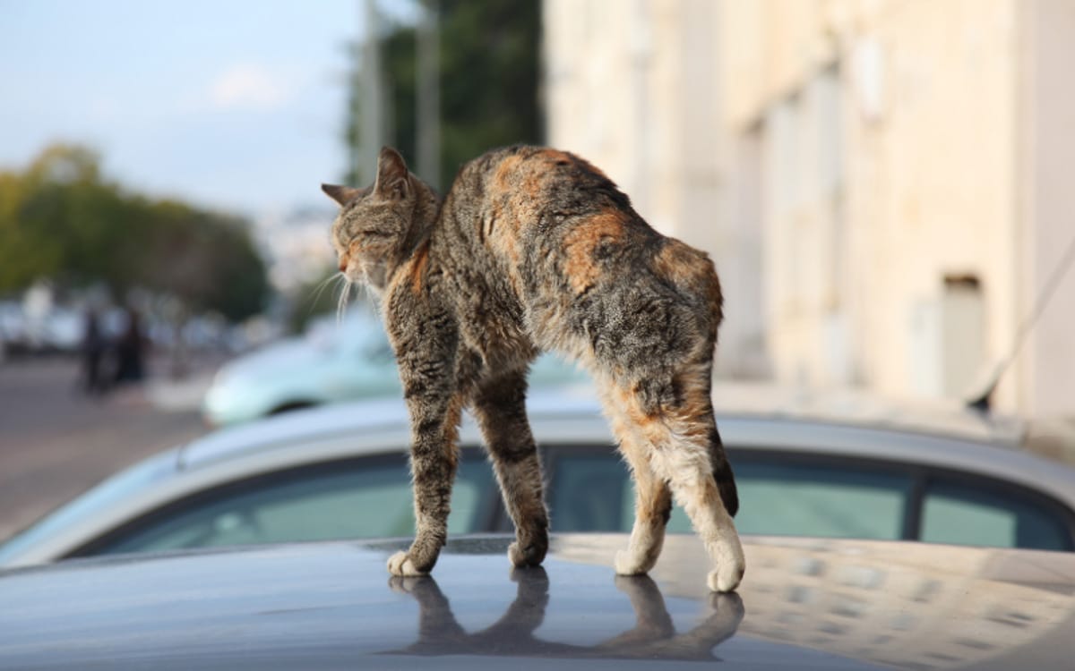 Tabby cat arches its back on top of the car, why does the cat arch its back