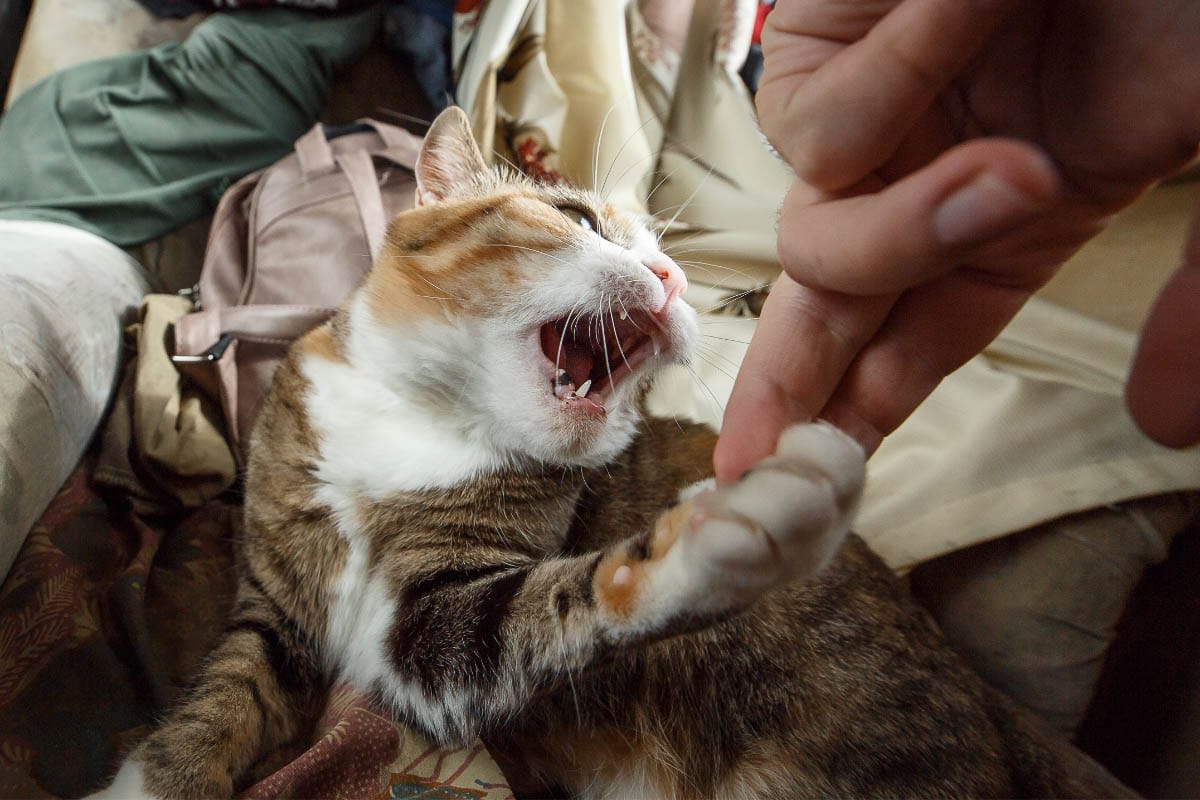 ginger tabby cat opened its mouth and stuck its fingers in its paws