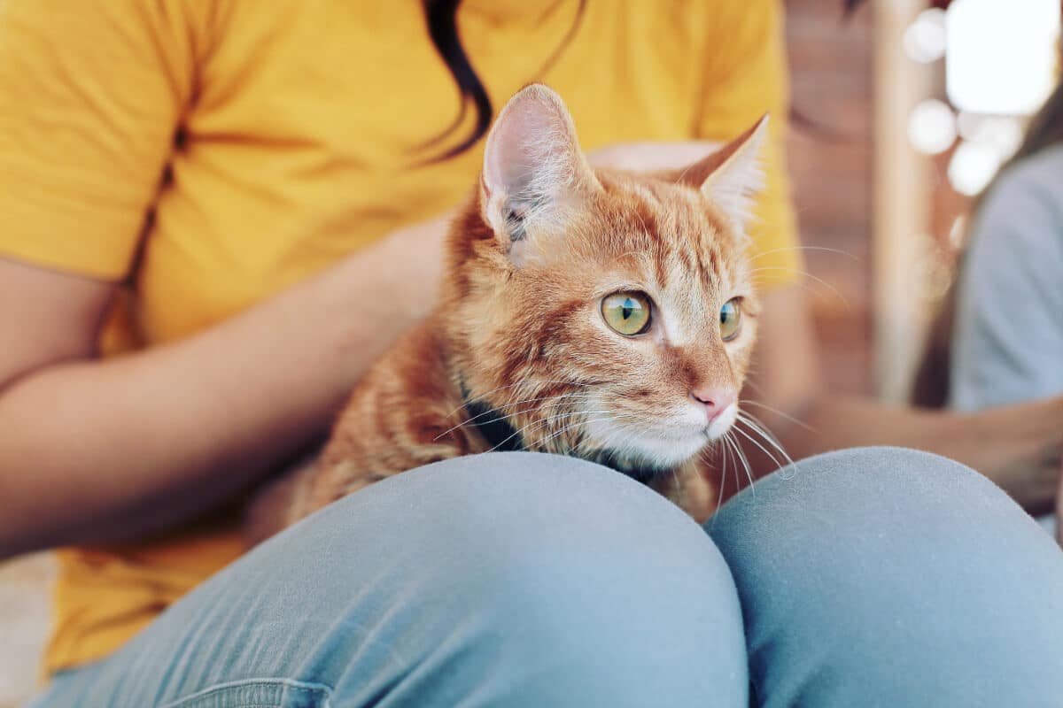 ginger cat sitting on person