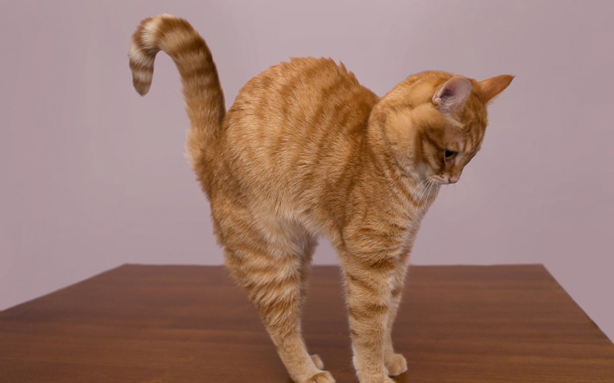 ginger cat arching back on wooden floor