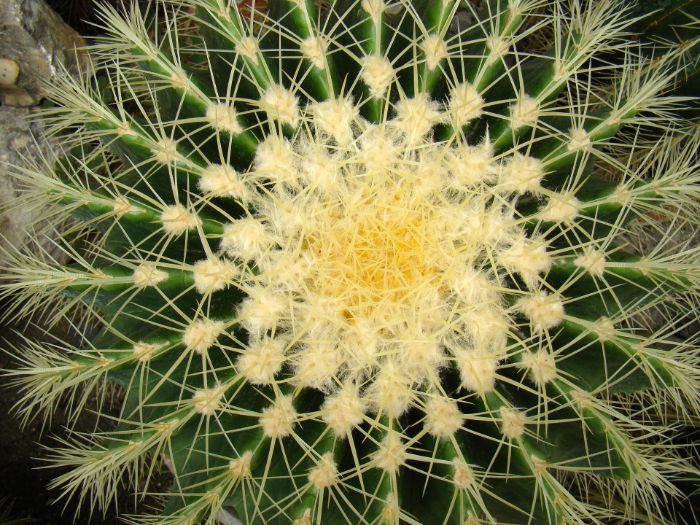 Why do cacti with thorns grow?