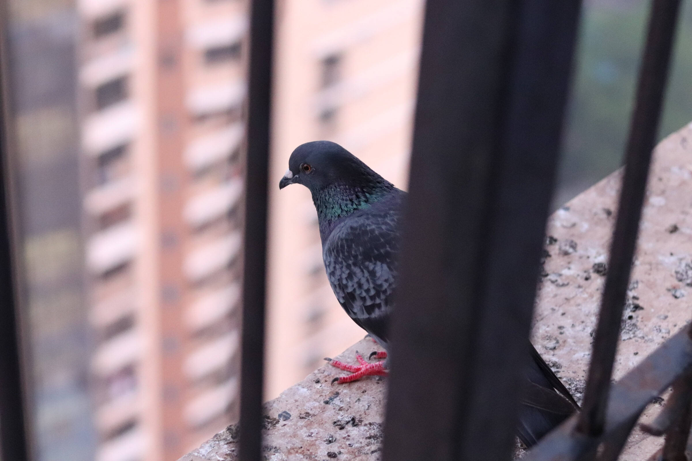 Pigeon on the window ledge