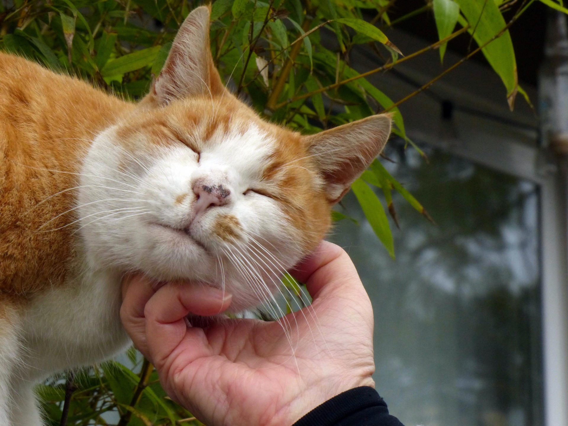 Orange pet cat.