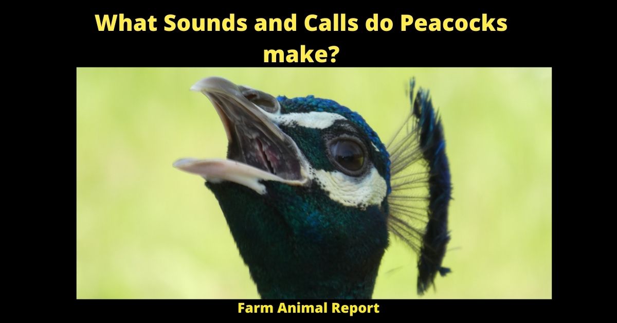 What Sounds and Calls made by Peacocks 2