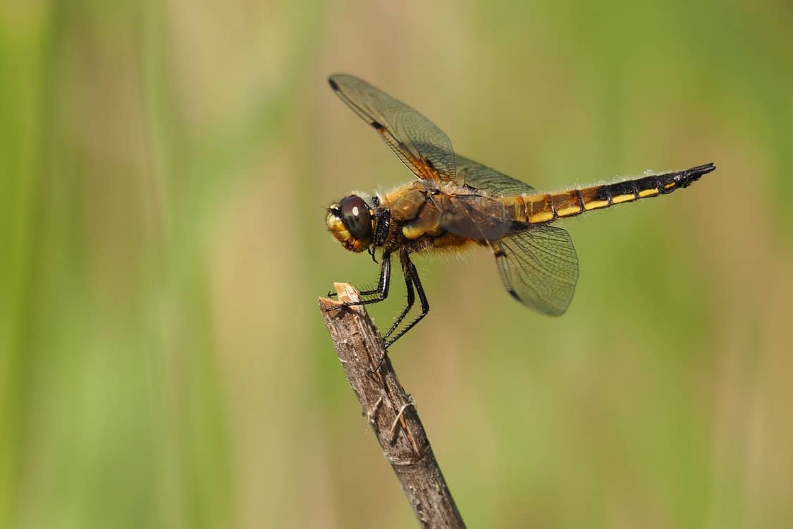 close up dragonfly