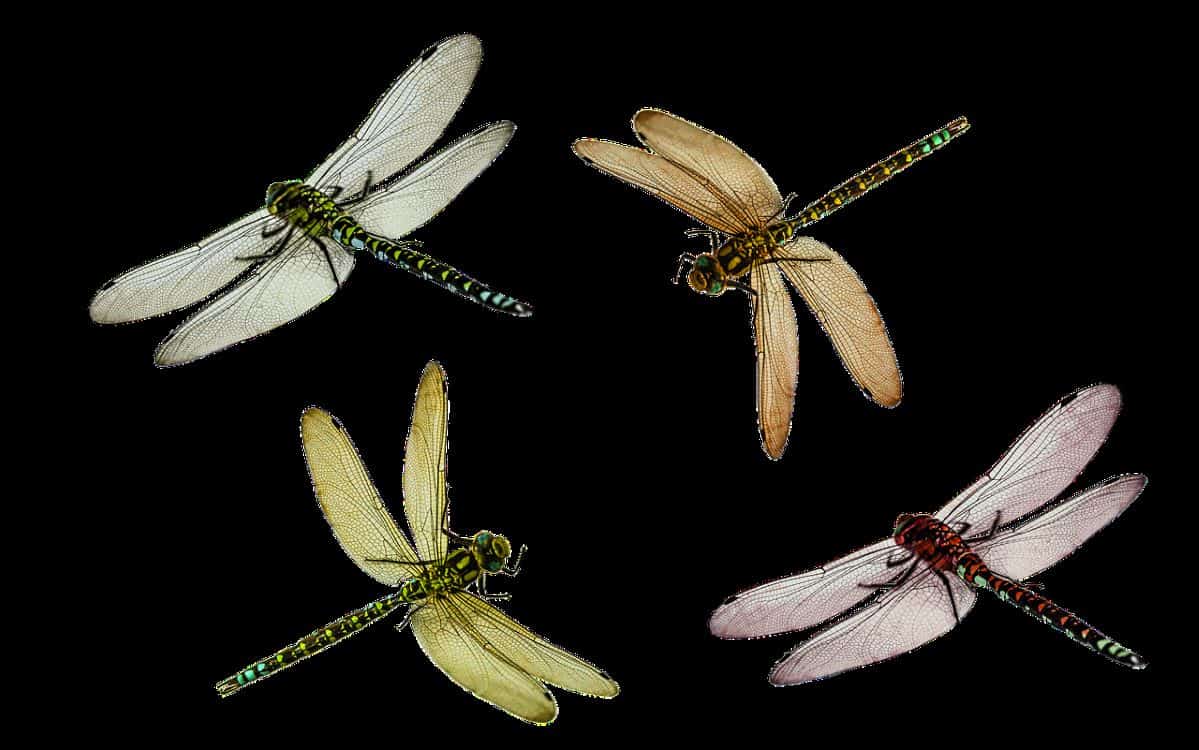 different dragonflies