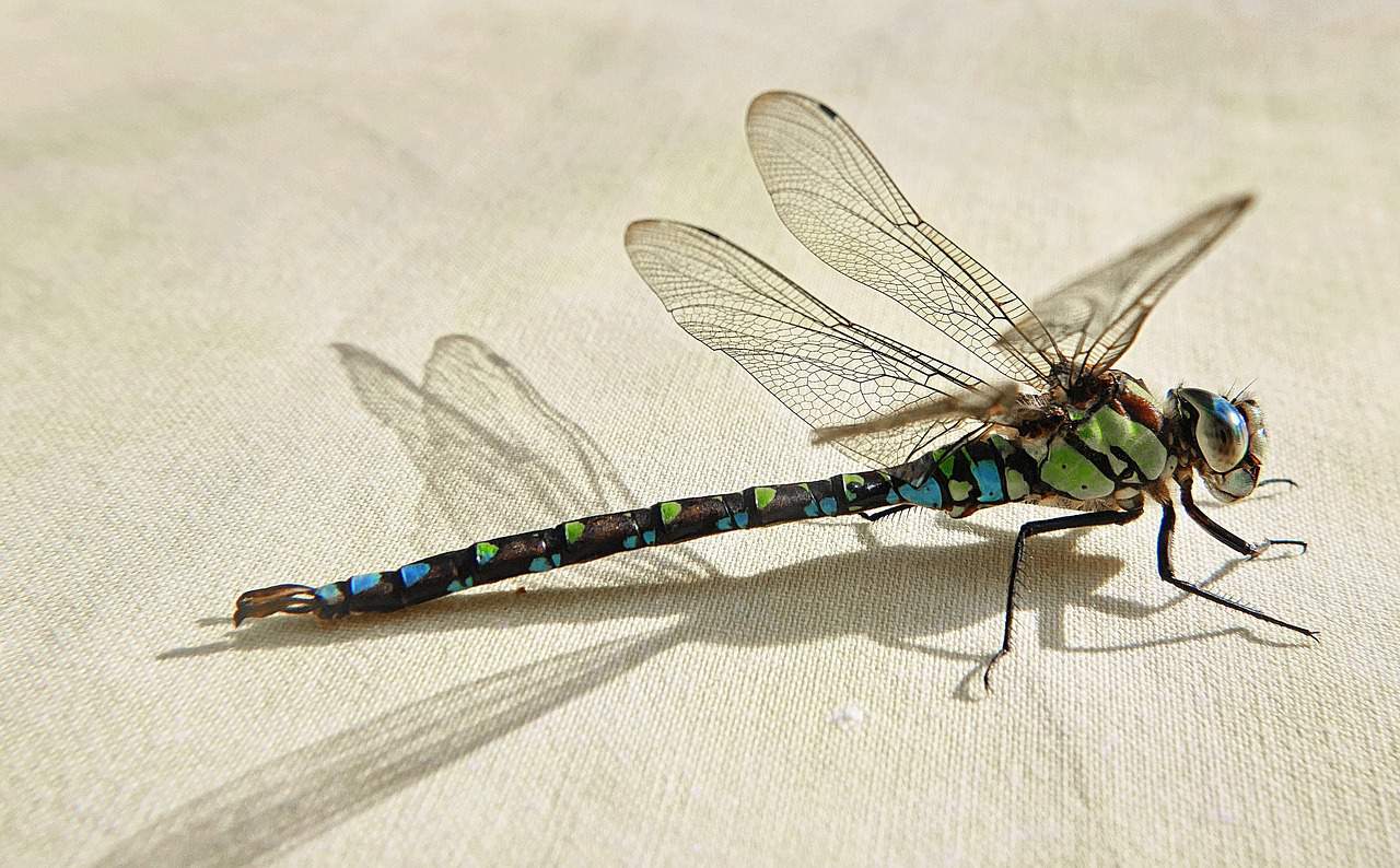 dragonfly indoors