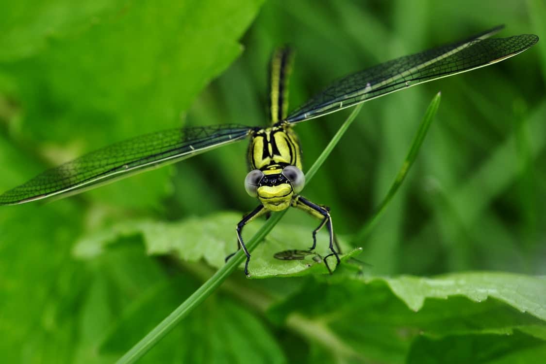 green dragonfly