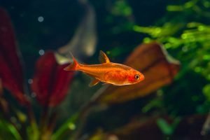 signs of too much oxygen in a fish tank