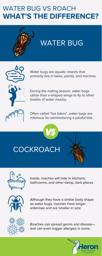 Central Florida Cockroaches and Water Bugs Infographic - Heron .'s Home & Outdoors