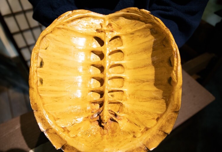 Inside a turtle shell
