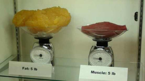 5 pounds of fat versus 5 pounds of muscle